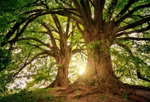 7 Lições da Ancestralidade Feminina para Transformar Sua Vida em 2025