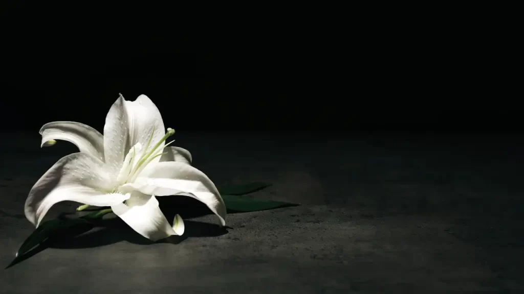 flor branca com um fundo escuro