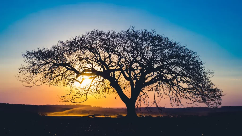 árvore simbolizando a prosperidade, olhando a mãe na visão sistêmica